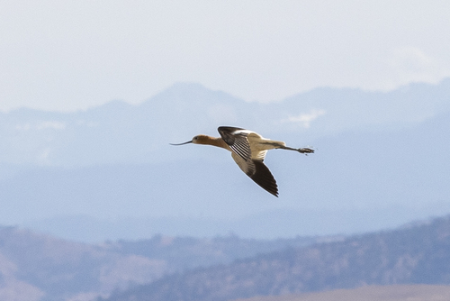 iNaturalist observation photo of American Avocet