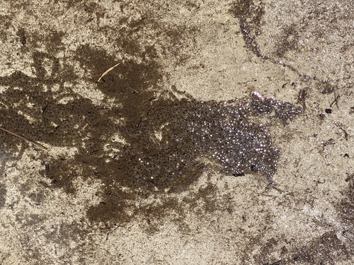 iNaturalist observation photo of Yosemite Toad