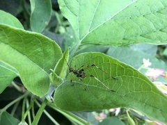 Phaneroptera nigroantennata