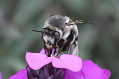Anthophora pacifica