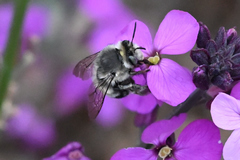 Anthophora pacifica