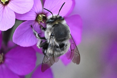 Anthophora pacifica