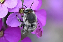 Anthophora pacifica