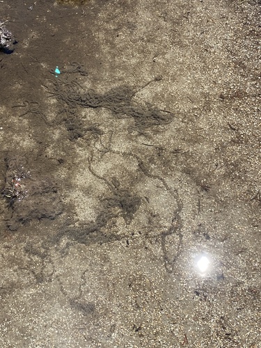 iNaturalist observation photo of Yosemite Toad