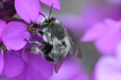 Anthophora pacifica