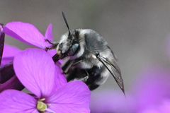 Anthophora pacifica