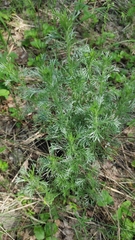 Artemisia abrotanum