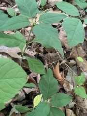Asclepias quadrifolia