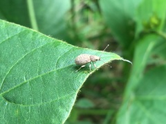 Cyphicerini