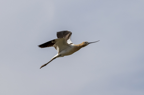 iNaturalist observation photo of American Avocet
