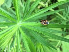 Eurydema