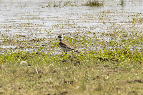 iNaturalist observation photo of Killdeer