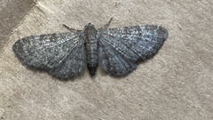 Eupithecia haworthiata