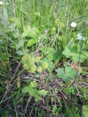 Alchemilla cheirochlora