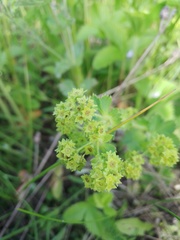 Alchemilla cheirochlora