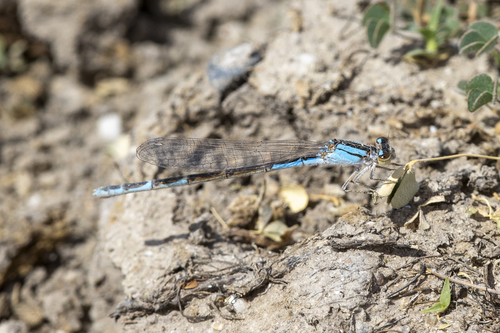 iNaturalist observation photo of Bluets