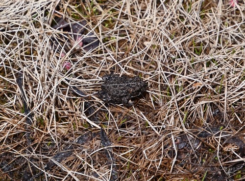 iNaturalist observation photo of Yosemite Toad