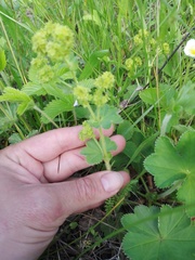 Alchemilla cheirochlora