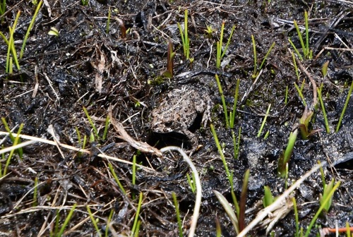 iNaturalist observation photo of Yosemite Toad
