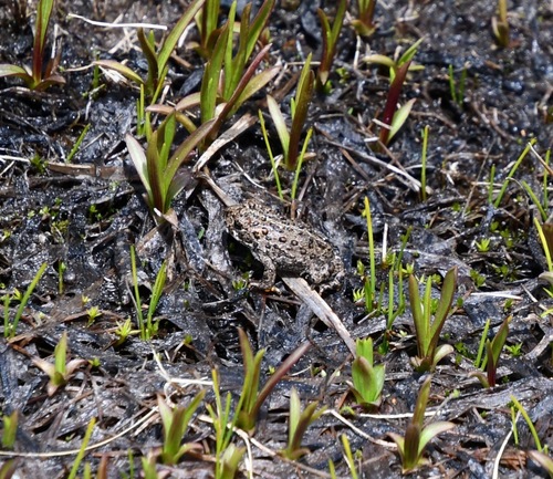 iNaturalist observation photo of Yosemite Toad