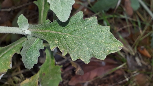 Image of Andryala pinnatifida by (c) Alessia Guggisberg, some rights reserved (CC BY)