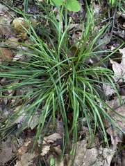 Carex willdenowii