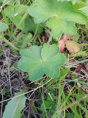 Alchemilla cheirochlora
