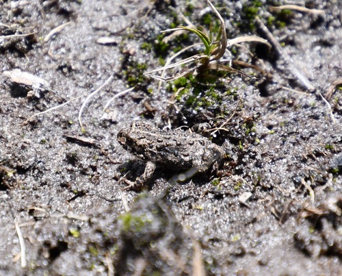 iNaturalist observation photo of Yosemite Toad