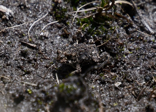 iNaturalist observation photo of Yosemite Toad