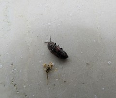 Divales bipustulatus