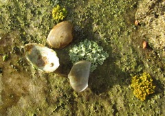 Sphaeriidae