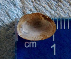 Sphaeriidae
