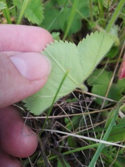 Alchemilla cheirochlora