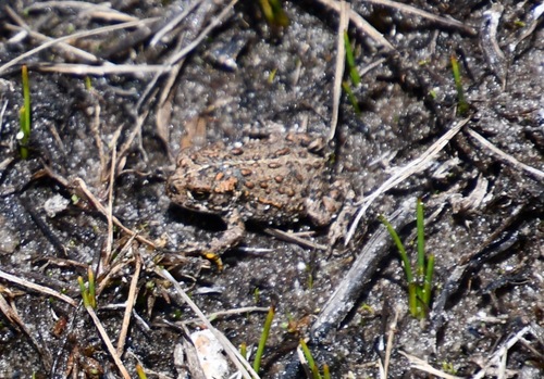 iNaturalist observation photo of Yosemite Toad