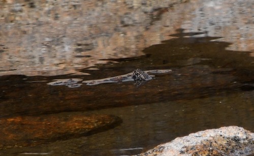 iNaturalist observation photo of Yosemite Toad