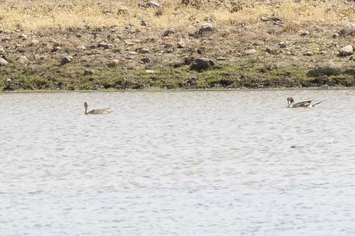 iNaturalist observation photo of Northern Pintail