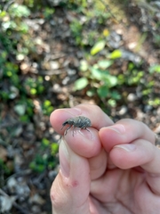 Trichalophus alternatus