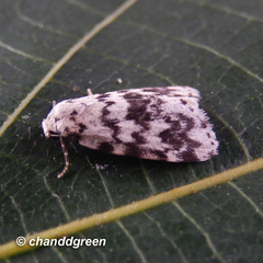 Aemene taprobanis