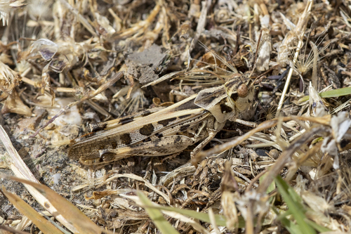 iNaturalist observation photo of Clear-winged Grasshopper