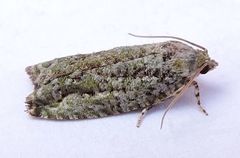 Proteoteras willingana