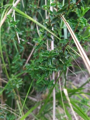 Hypericum balearicum