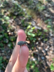 Trichalophus alternatus