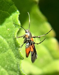 Aetole unipunctella