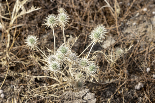 iNaturalist observation photo of Coyote-thistle