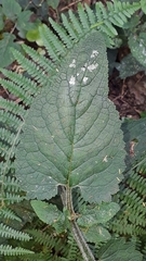 Scrophularia smithii subsp. langeana image