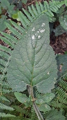 Scrophularia smithii image