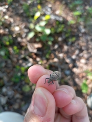 Trichalophus alternatus