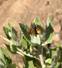 Ochlodes agricola