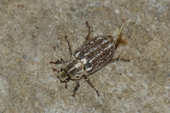 Anoxia orientalis