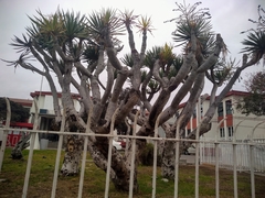 Dracaena draco
